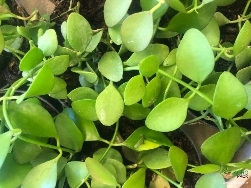 Dischidia-nummularia2