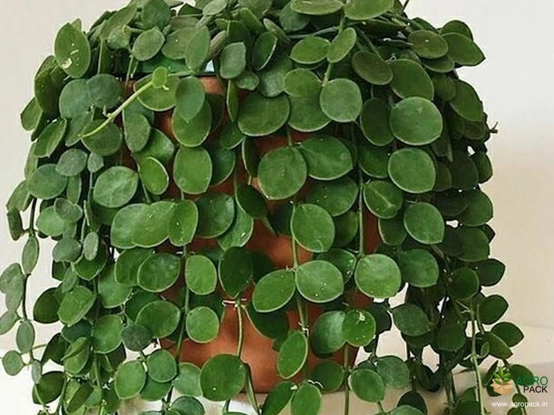 Dischidia-nummularia3