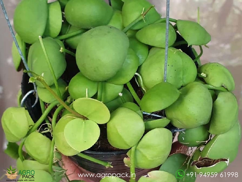 Dischidia-platyphylla1