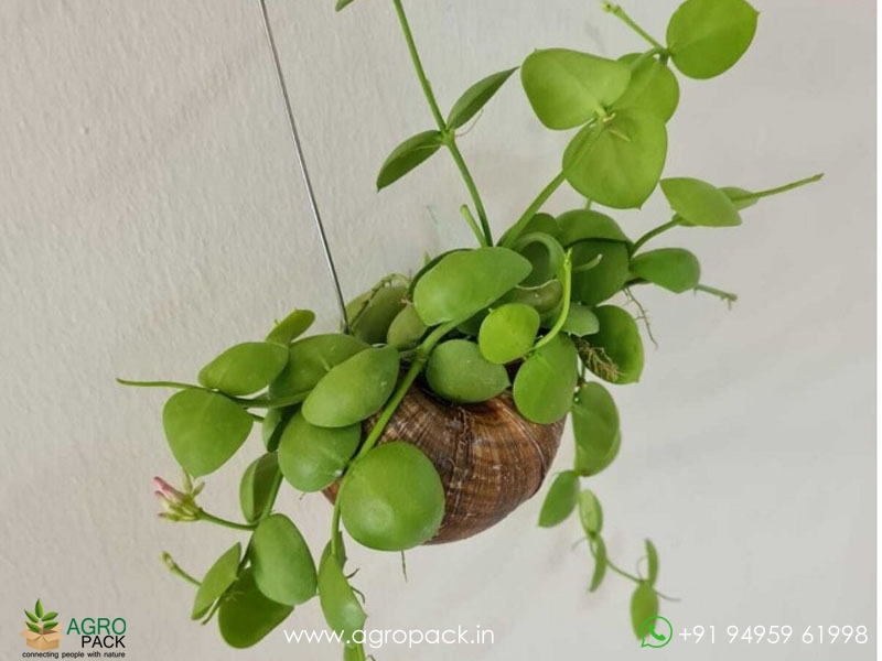 Dischidia-platyphylla3