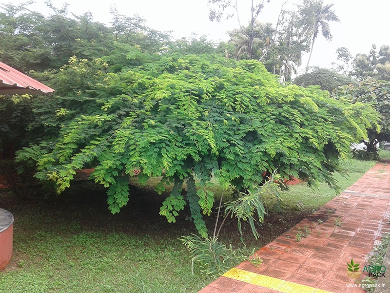 Divi-Divi3