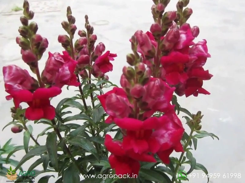 Dog-Flower1