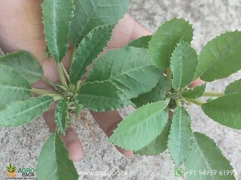 Dorstenia-crispa1