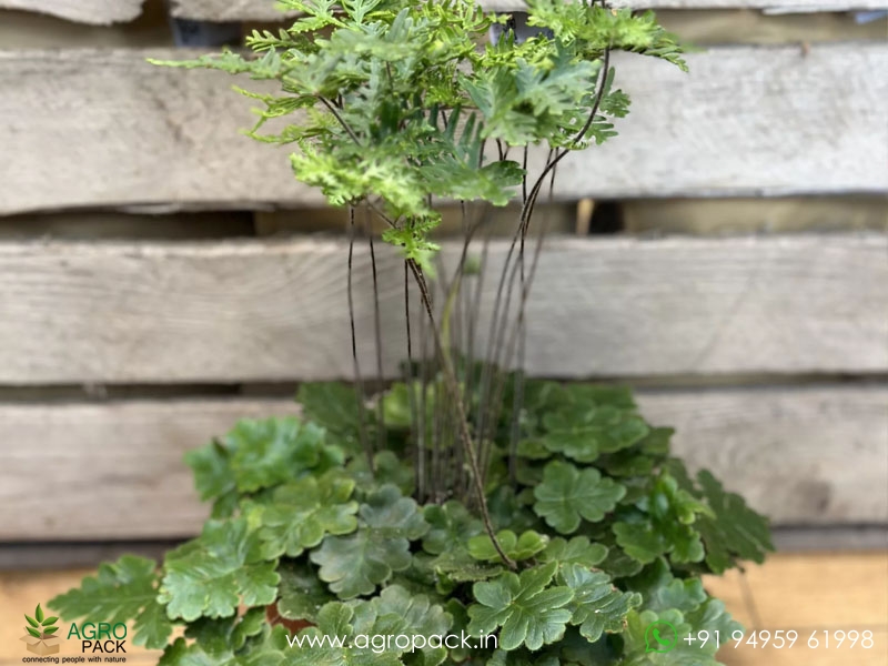 Doryopteris-Cordata-fern1
