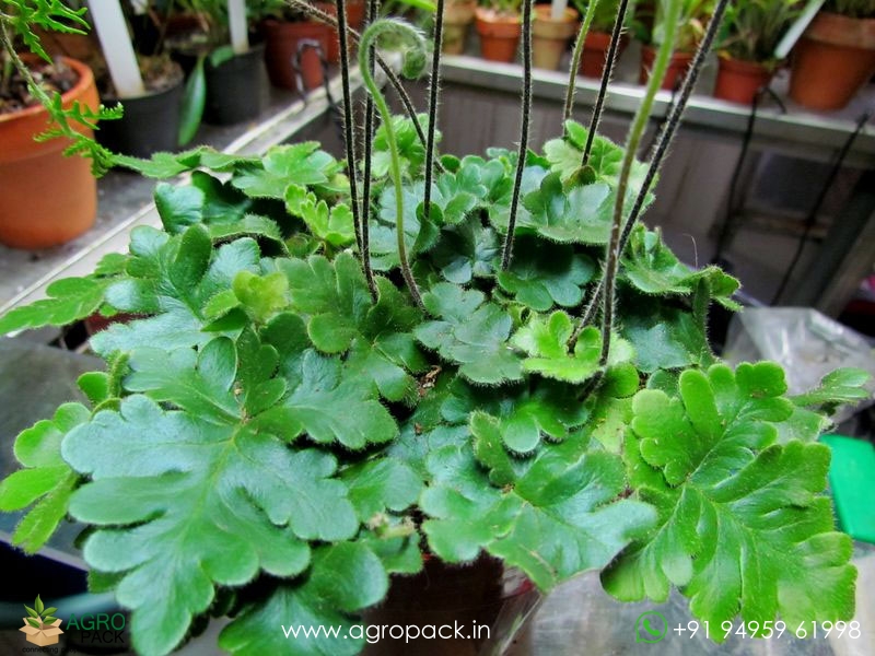Doryopteris-Cordata-fern3