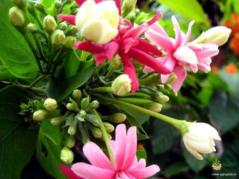 Double-Petals-Rangoon-Creeper1