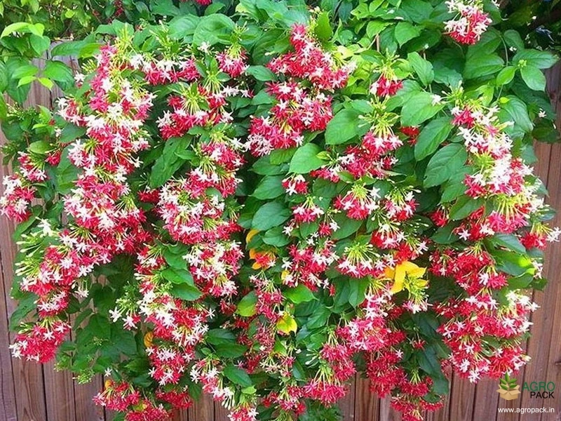 Double-Petals-Rangoon-Creeper2