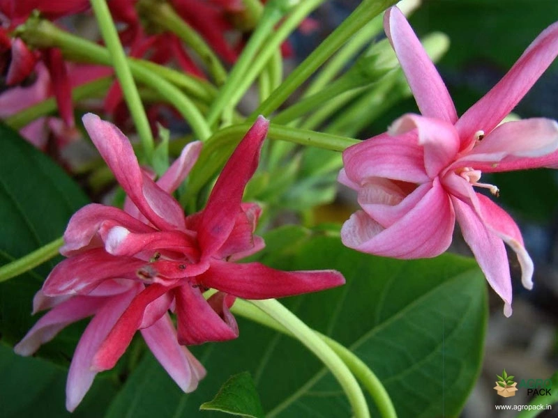 Double-Petals-Rangoon-Creeper3