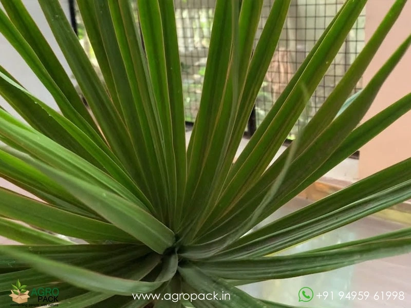 Dracaena-Arborea1