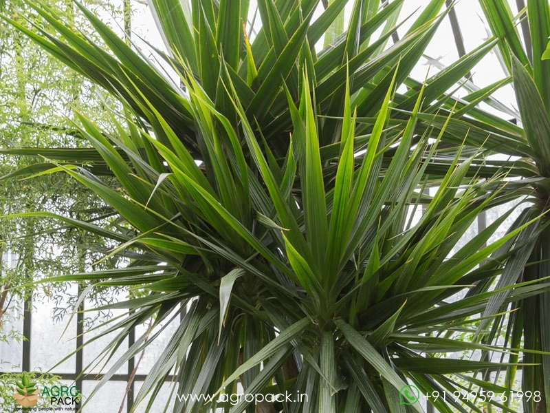 Dracaena-Arborea2