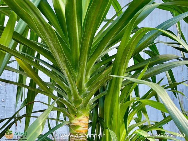 Dracaena-Arborea3