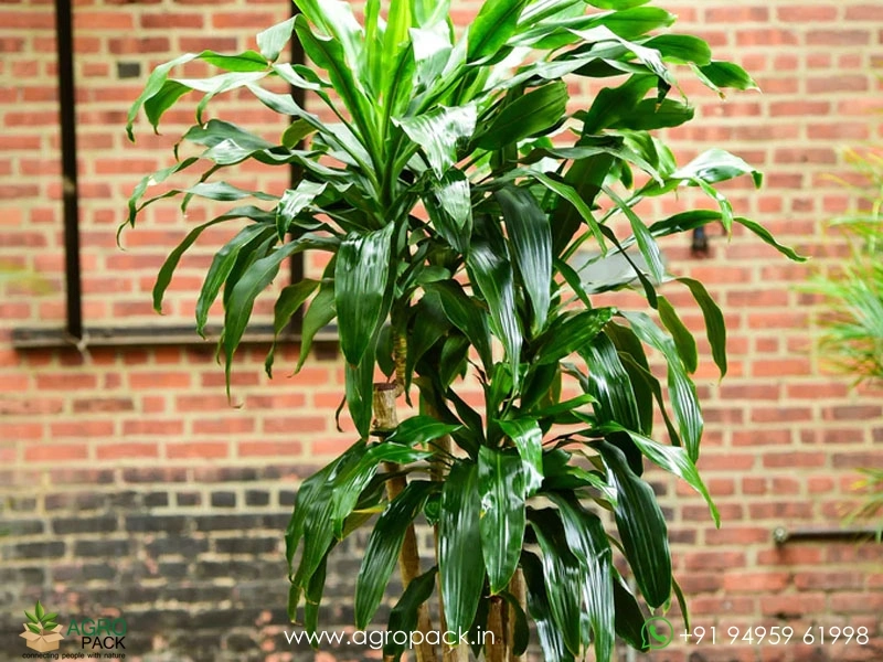 Dracaena-Fragrans1