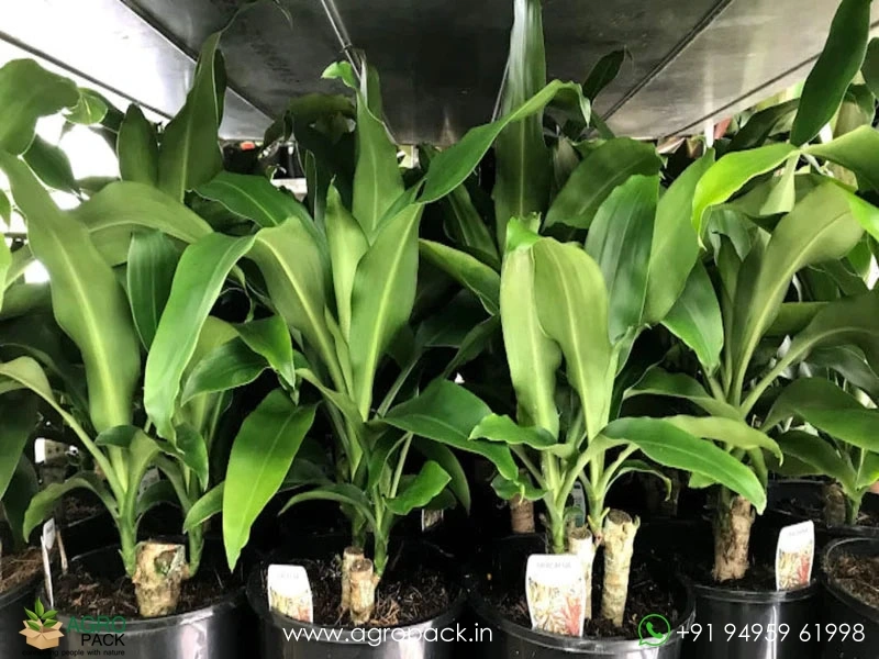 Dracaena-Fragrans3