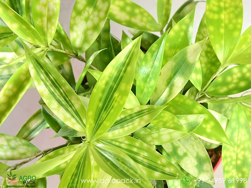 Dracaena-Golden-Milky-Plant1