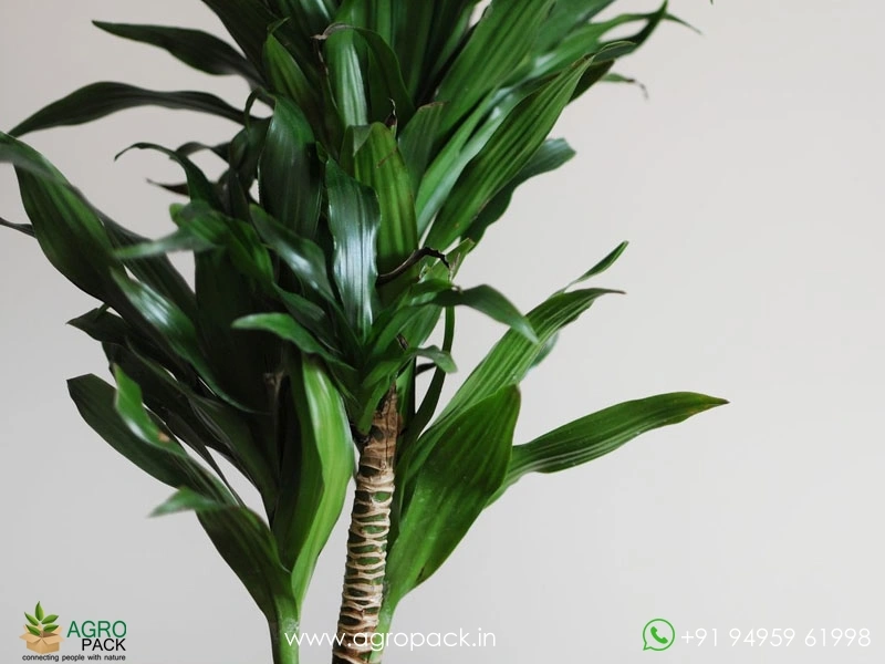 Dracaena-Green-Jewel2