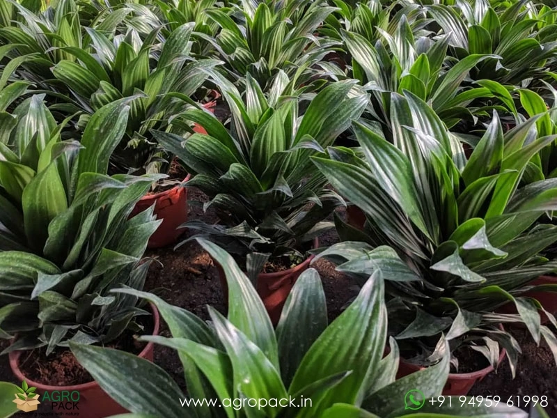 Dracaena-Janet-Craig-Compacta2