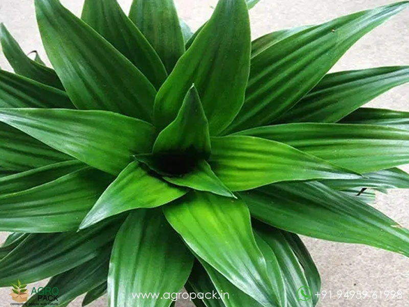 Dracaena-Janet-Craig-Compacta3