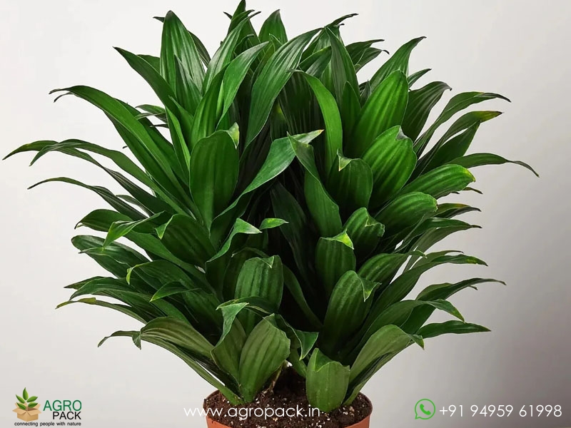 Dracaena-Lisa1