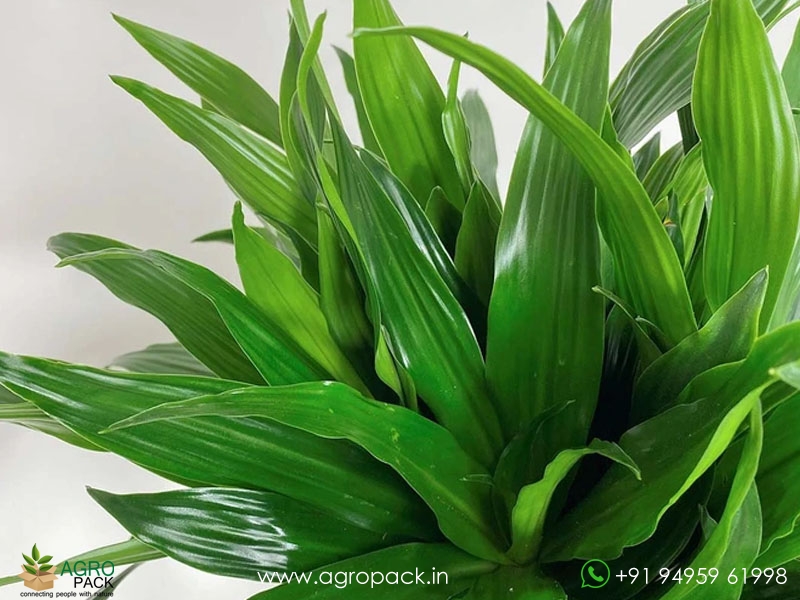 Dracaena-Lisa2