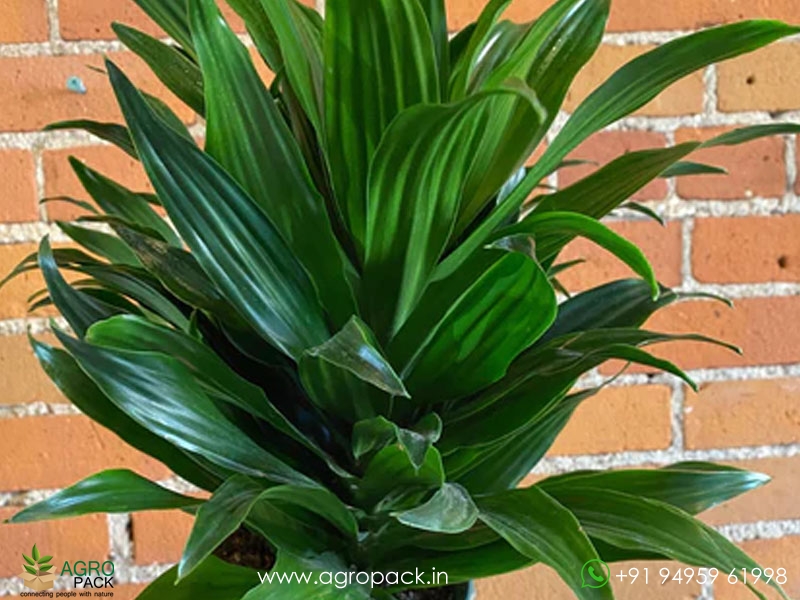 Dracaena-Lisa3
