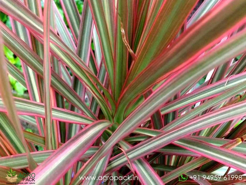 Dracaena-Marginata-Tricolor1
