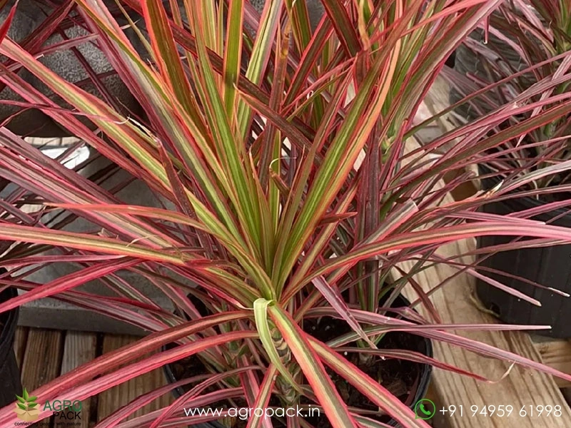 Dracaena-Marginata-Tricolor3