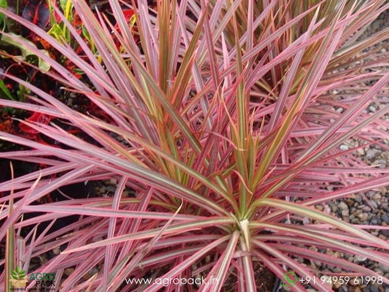 Dracaena-Marginata-Tricolor4