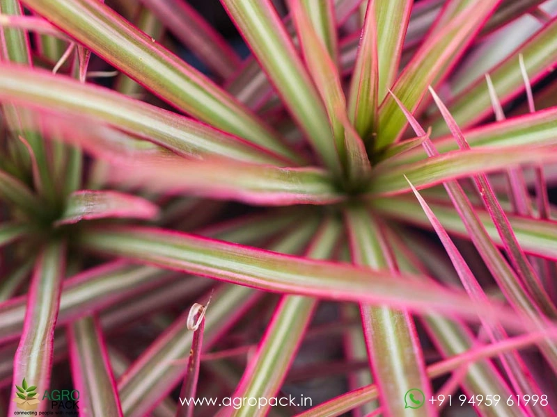 Dracaena-Marginata-Tricolor6