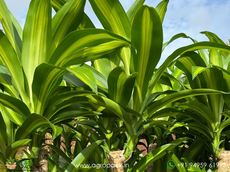 Dracaena-Massangeana1
