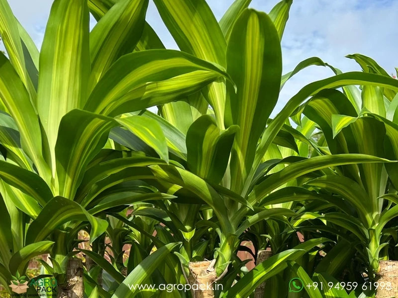 Dracaena-Massangeana1