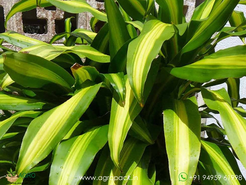 Dracaena-Massangeana2