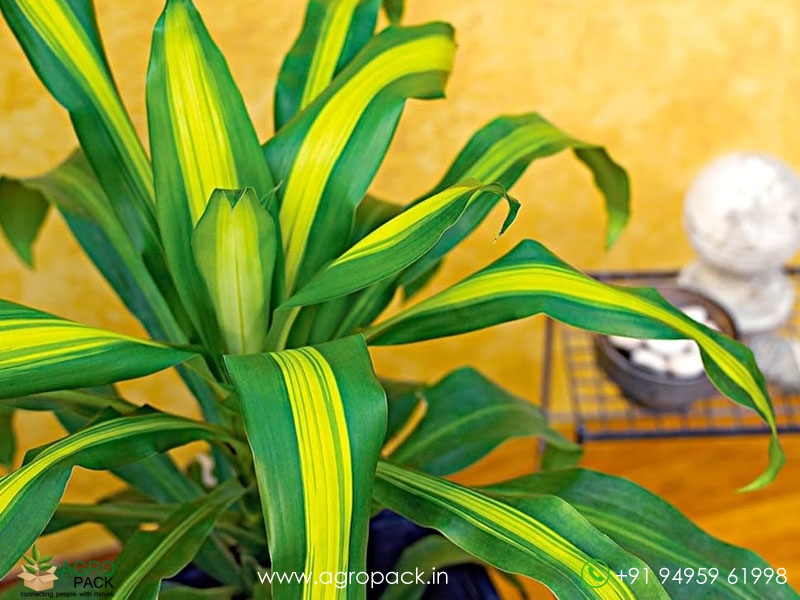 Dracaena-Massangeana3