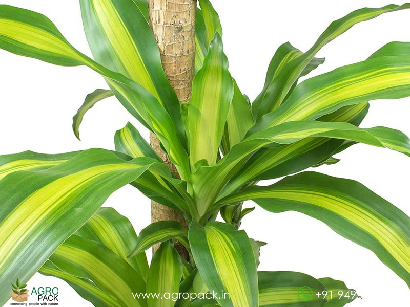 Dracaena-Massangeana4