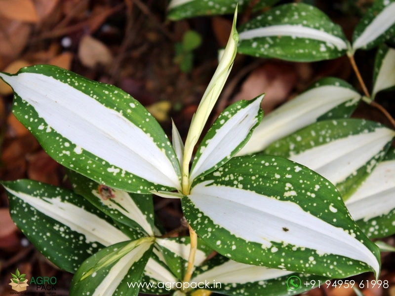 Dracaena-Milky-Way-Variegated2