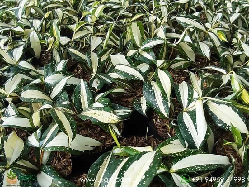 Dracaena-Milky-Way-Variegated3