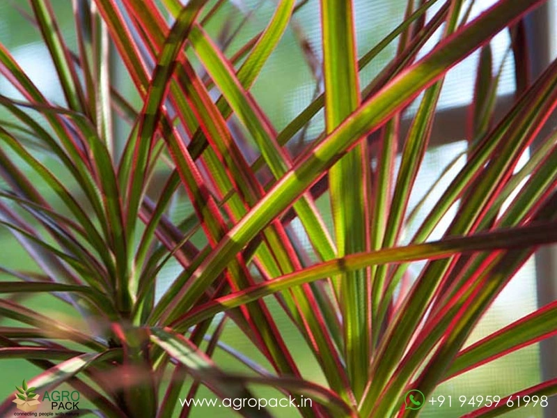 Dracaena-Red-Edged1