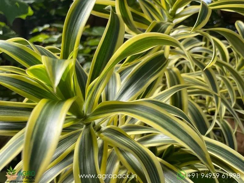 Dracaena-Reflexa-Variegata3