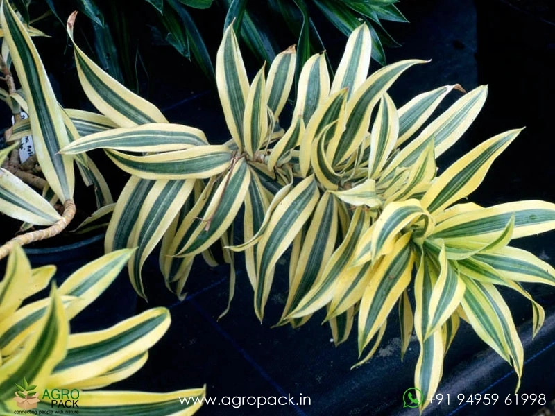 Dracaena-Reflexa-Variegata5