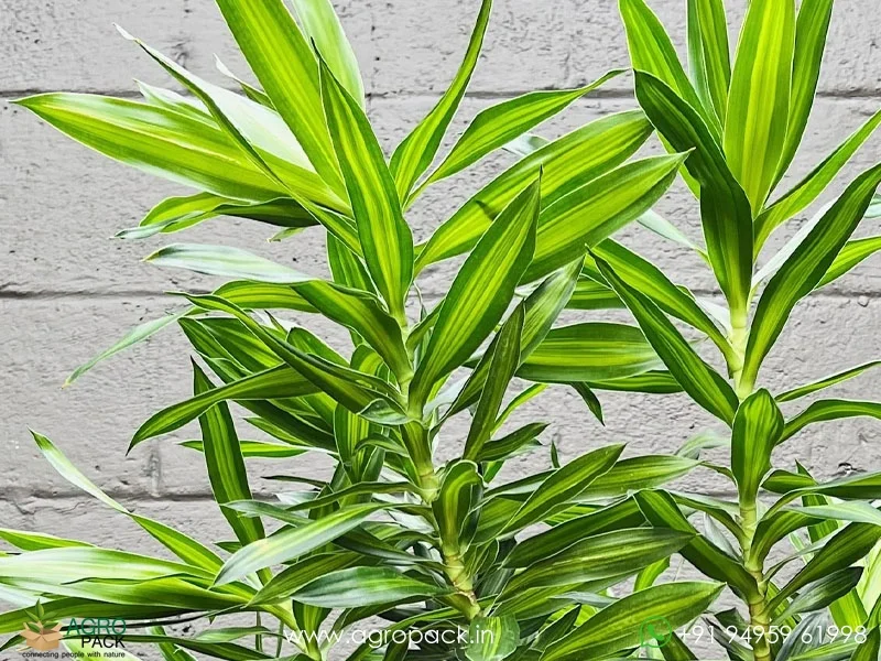 Dracaena-Reflexa1