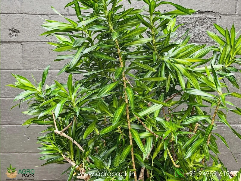 Dracaena-Reflexa3