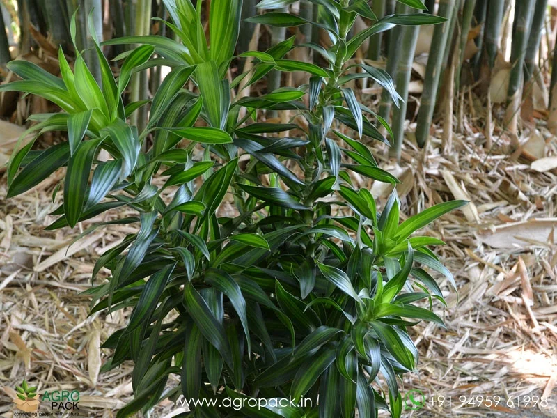 Dracaena-Reflexa4