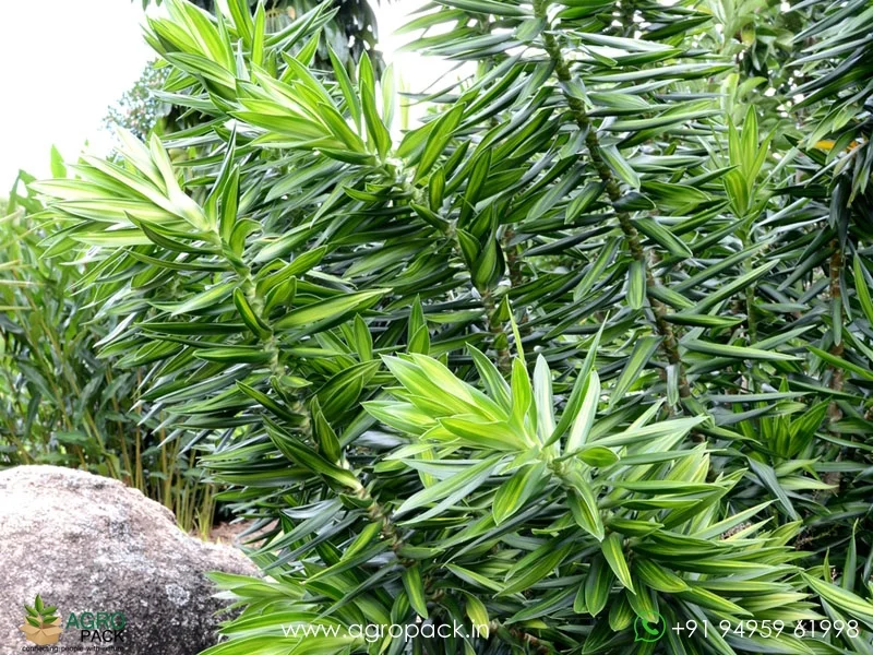 Dracaena-Reflexa5