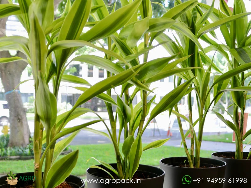 Dracaena-Sanderiana1