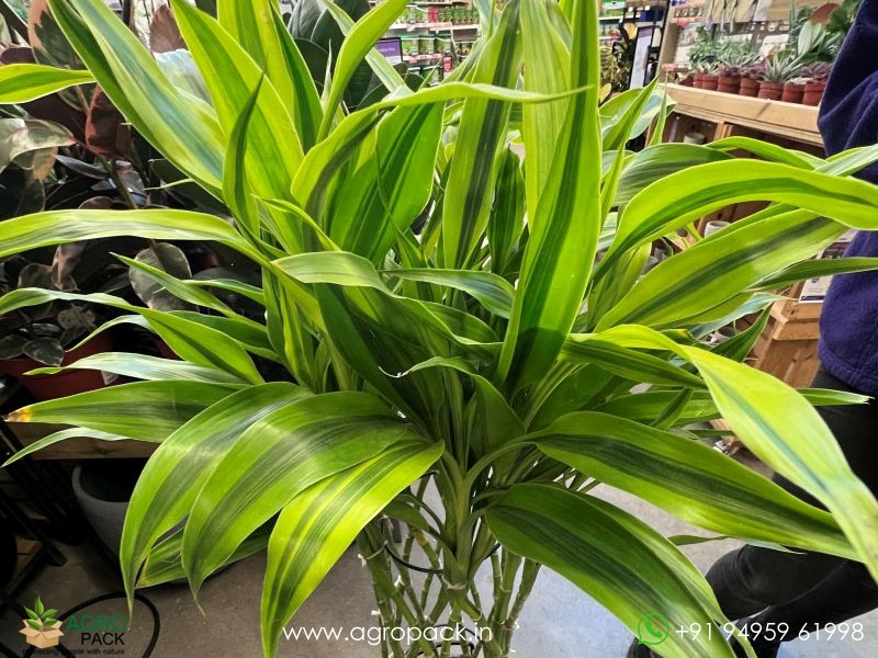 Dracaena-Sanderiana2