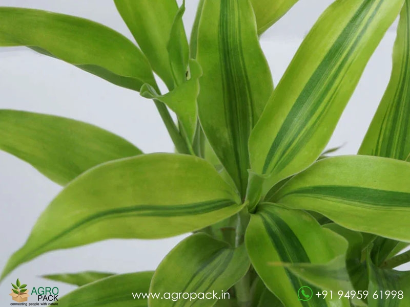 Dracaena-Sanderiana3