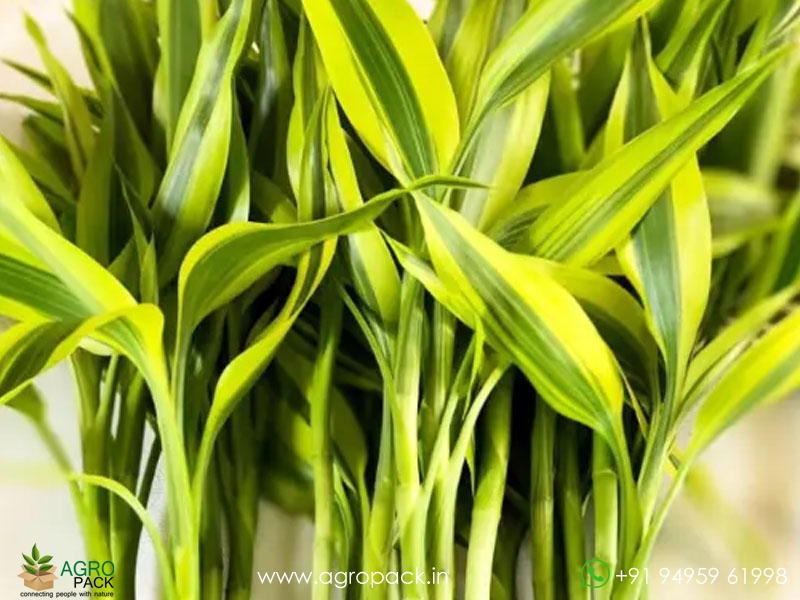 Dracaena-Sanderiana4