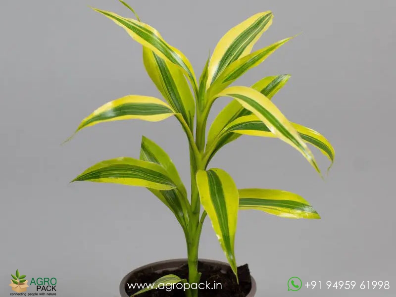 Dracaena-Sanderiana5