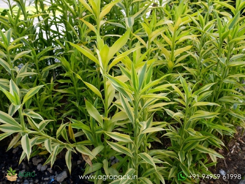 Dracaena-Sanderiana6
