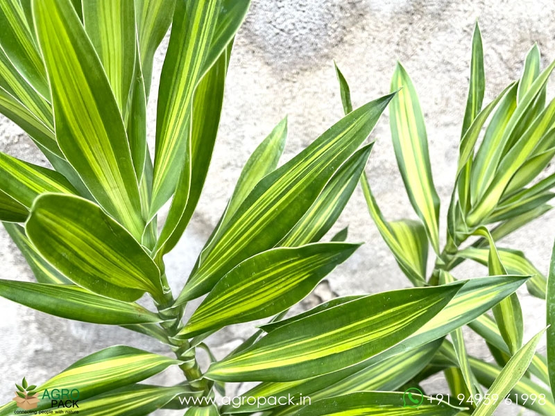 Dracaena-Song-of-Jamaica1