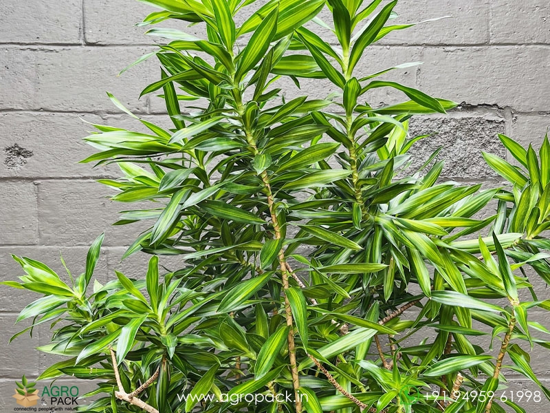 Dracaena-Song-of-Jamaica2